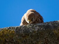 Falco naumanni 77, Kleine torenvalk, Saxifraga-Bart Vastenhouw