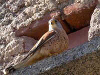 Falco naumanni 79, Kleine torenvalk, Saxifraga-Bart Vastenhouw