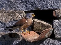 Falco naumanni 8, Kleine torenvalk, male, Saxifraga-Arie de Knijff