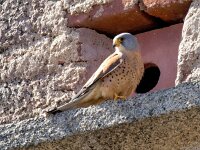 Falco naumanni 81, Kleine torenvalk, Saxifraga-Bart Vastenhouw