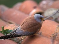 Falco naumanni 9, Kleine torenvalk, male, Saxifraga-Arie de Knijff