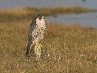 Falco peregrinus 18, Slechtvalk, Saxifraga-Martin Mollet