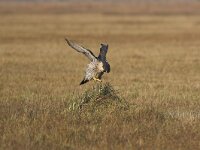 Falco peregrinus 19, Slechtvalk, Saxifraga-Martin Mollet