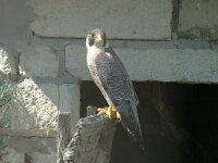 Falco peregrinus 2, Slechtvalk, Saxifraga-Jan van der Straaten