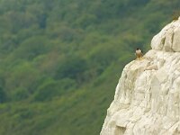 Falco peregrinus 26, Slechtvalk, Saxifraga-Mark Zekhuis