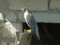 Falco peregrinus 3, Slechtvalk, Saxifraga-Jan van der Straaten