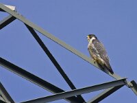 Falco peregrinus 36, Slechtvalk, Saxifraga-Rik Kruit