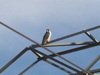 Falco peregrinus 5, Slechtvalk, Saxifraga-Martin Mollet