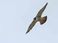 Falco peregrinus 53, Slechtvalk, Saxifraga-Mark Zekhuis