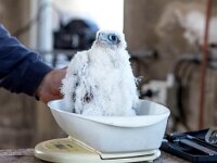 Falco peregrinus 61, Slechtvalk, Saxifraga-Bart Vastenhouw