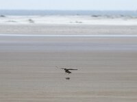 Falco peregrinus 65, Slechtvalk, Saxifraga-Mark Zekhuis