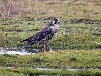 Falco peregrinus 84, Slechtvalk, Saxifraga-Bart Vastenhouw