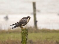 Falco peregrinus 86, Slechtvalk, Saxifraga-Bart Vastenhouw