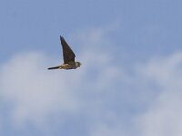 Falco subbuteo 5, Boomvalk, Saxifraga-Mark Zekhuis