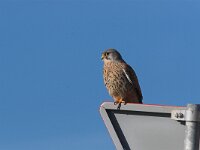 Falco tinnunculus 20, Torenvalk, male, Saxifraga-Martin Mollet
