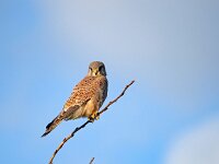 Falco tinnunculus 202, Torenvalk, Saxifraga-Hans Dekker