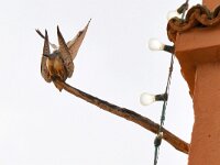 Falco tinnunculus 215, Torenvalk, Saxifraga-Tom Heijnen