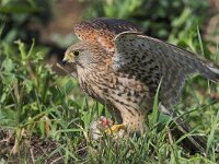 Falco tinnunculus 89, Torenvalk, female, Saxifraga-Martin Mollet