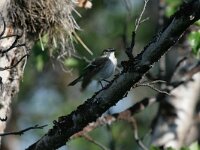 Ficedula hypoleuca 16, Bonte vliegenvanger, Saxifraga-Dirk Hilbers