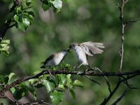 Ficedula hypoleuca 19, Bonte vliegenvanger, female and juvenile, Saxifraga-Dirk Hilbers