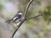 Ficedula hypoleuca 28, Bonte vliegenvanger, Saxifraga-Mark Zekhuis