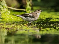 Ficedula hypoleuca 31, Bonte vliegenvanger, adult man, Saxifraga-Theo Verstrael