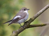 Ficedula hypoleuca 32, Bonte vliegenvanger, Saxifraga-Mark Zekhuis
