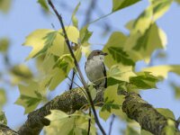 Ficedula hypoleuca 58, Bonte vliegenvanger, adult man, Saxifraga-Theo Verstrael