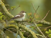 Ficedula hypoleuca 91, Bonte vliegenvanger, Saxifraga-Mark Zekhuis