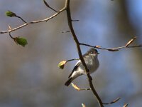 Ficedula hypoleuca 93, Bonte vliegenvanger, adult, male, Saxifraga-Theo Verstrael