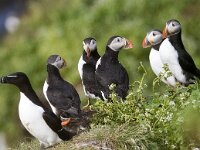 Fratercula arctica 13, Papegaaiduiker, Saxifraga-Mark Zekhuis