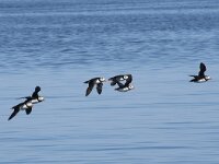 Fratercula arctica 2, Papegaaiduiker, Saxifraga-Willem van Kruijsbergen