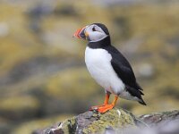 Fratercula arctica 43, Papegaaiduiker, Saxifraga-Bart Vastenhouw