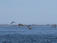 Fratercula arctica 44, Papegaaiduiker, Saxifraga-Willem van Kruijsbergen