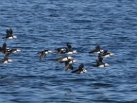 Fratercula arctica 50, Papegaaiduiker, Saxifraga-Willem van Kruijsbergen