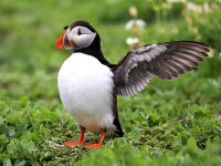 Fratercula arctica 56, Papegaaiduiker, Saxifraga-Bart Vastenhouw