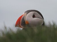 Fratercula arctica 58, Papegaaiduiker, Saxifraga-Jan Nijendijk-