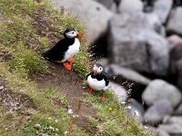 Fratercula arctica 61, Papegaaiduiker, Saxifraga-Bart Vastenhouw