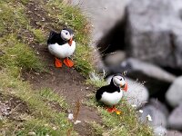 Fratercula arctica 63, Papegaaiduiker, Saxifraga-Bart Vastenhouw