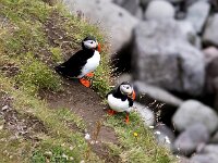 Fratercula arctica 64, Papegaaiduiker, Saxifraga-Bart Vastenhouw