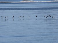 Fratercula arctica 68, Papegaaiduiker, Saxifraga-Willem van Kruijsbergen