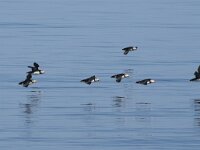 Fratercula arctica 77, Papegaaiduiker, Saxifraga-Willem van Kruijsbergen