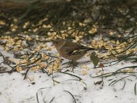 Fringilla coelebs 10, Vink, male, Saxifraga-Willem van Kruijsbergen