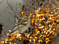 Fringilla coelebs 12, Vink, female, Saxifraga-Piet Munsterman