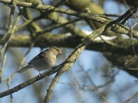 Fringilla coelebs 124, Vink, Saxifraga-Willem van Kruijsbergen
