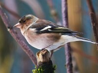 Fringilla coelebs 136, Vink, Saxifraga-Bart Vastenhouw