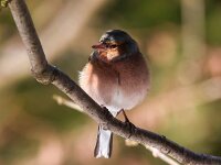 Fringilla coelebs 137, Vink, Saxifraga-Bart Vastenhouw