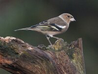Fringilla coelebs 20, Vink, Saxifraga-Mark Zekhuis
