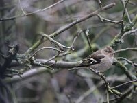 Fringilla coelebs 23, female, Vink, Saxifraga-Harry van Oosterhout
