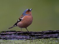 Vink  Vink te Garderen : Fringilla coelebs